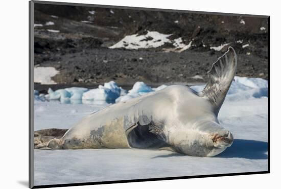 Crabeater Seal (Lobodon carcinophaga) (carcinophagus) lies on its back on an ice floe in Hope Bay, -Michael Runkel-Mounted Photographic Print