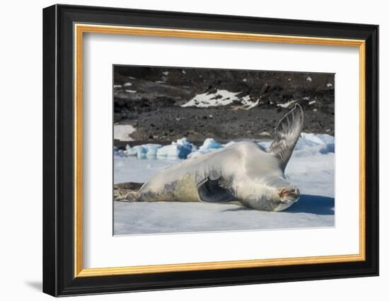Crabeater Seal (Lobodon carcinophaga) (carcinophagus) lies on its back on an ice floe in Hope Bay, -Michael Runkel-Framed Photographic Print