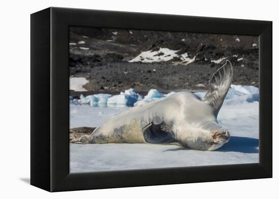 Crabeater Seal (Lobodon carcinophaga) (carcinophagus) lies on its back on an ice floe in Hope Bay, -Michael Runkel-Framed Premier Image Canvas