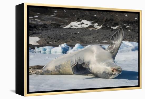 Crabeater Seal (Lobodon carcinophaga) (carcinophagus) lies on its back on an ice floe in Hope Bay, -Michael Runkel-Framed Premier Image Canvas