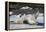 Crabeater Seal (Lobodon carcinophaga) (carcinophagus) lies on its back on an ice floe in Hope Bay, -Michael Runkel-Framed Premier Image Canvas