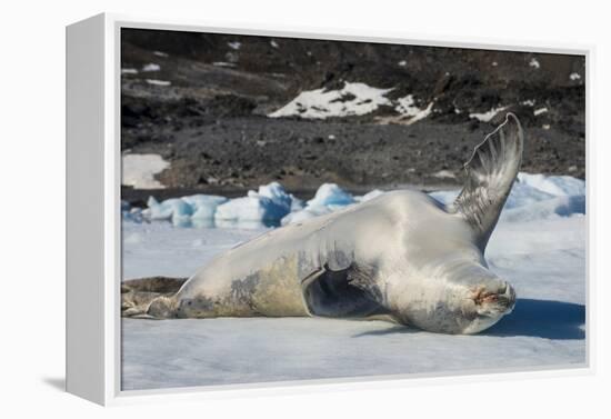 Crabeater Seal (Lobodon carcinophaga) (carcinophagus) lies on its back on an ice floe in Hope Bay, -Michael Runkel-Framed Premier Image Canvas