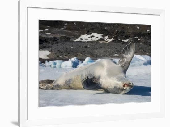 Crabeater Seal (Lobodon carcinophaga) (carcinophagus) lies on its back on an ice floe in Hope Bay, -Michael Runkel-Framed Photographic Print