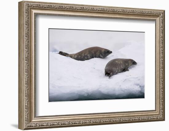 Crabeater seal (Lobodon carcinophaga) on the ice, Wilhelmina Bay, Antarctica, Polar Regions-Sergio Pitamitz-Framed Photographic Print