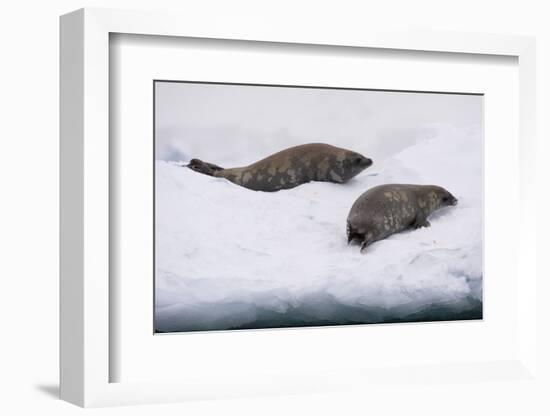 Crabeater seal (Lobodon carcinophaga) on the ice, Wilhelmina Bay, Antarctica, Polar Regions-Sergio Pitamitz-Framed Photographic Print