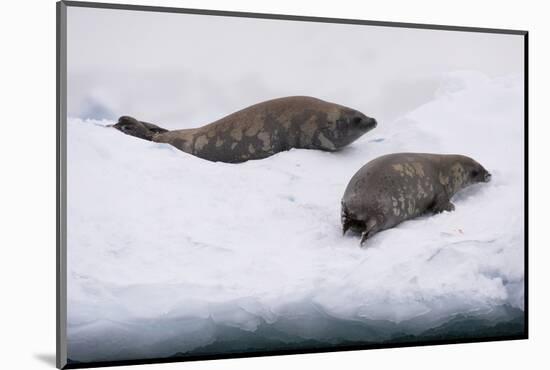 Crabeater seal (Lobodon carcinophaga) on the ice, Wilhelmina Bay, Antarctica, Polar Regions-Sergio Pitamitz-Mounted Photographic Print