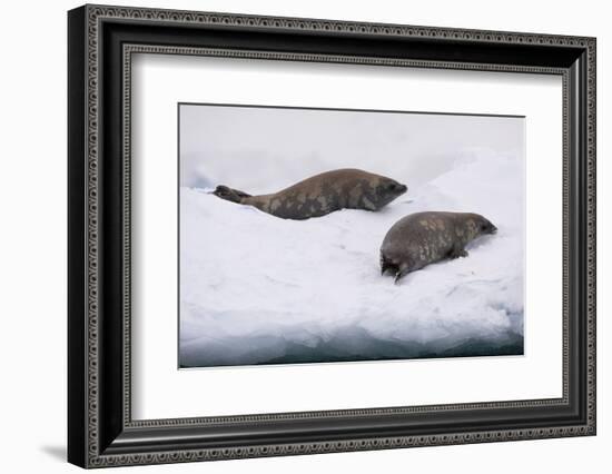 Crabeater seal (Lobodon carcinophaga) on the ice, Wilhelmina Bay, Antarctica, Polar Regions-Sergio Pitamitz-Framed Photographic Print