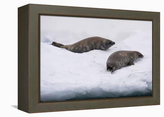 Crabeater seal (Lobodon carcinophaga) on the ice, Wilhelmina Bay, Antarctica, Polar Regions-Sergio Pitamitz-Framed Premier Image Canvas