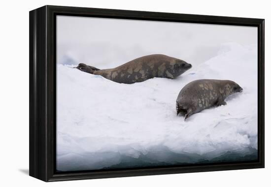 Crabeater seal (Lobodon carcinophaga) on the ice, Wilhelmina Bay, Antarctica, Polar Regions-Sergio Pitamitz-Framed Premier Image Canvas