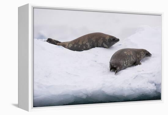 Crabeater seal (Lobodon carcinophaga) on the ice, Wilhelmina Bay, Antarctica, Polar Regions-Sergio Pitamitz-Framed Premier Image Canvas