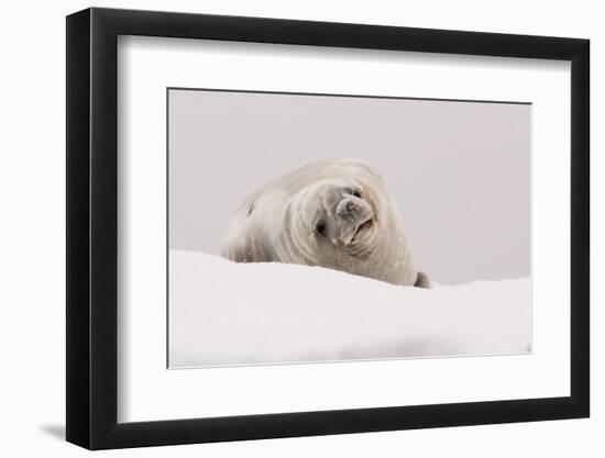 Crabeater seal (Lobodon carcinophaga), Portal Point, Antarctica, Polar Regions-Sergio Pitamitz-Framed Photographic Print