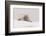 Crabeater seal (Lobodon carcinophaga), Portal Point, Antarctica, Polar Regions-Sergio Pitamitz-Framed Photographic Print