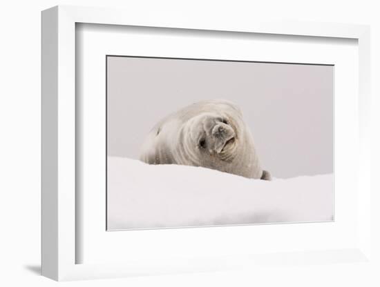 Crabeater seal (Lobodon carcinophaga), Portal Point, Antarctica, Polar Regions-Sergio Pitamitz-Framed Photographic Print