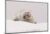 Crabeater seal (Lobodon carcinophaga), Portal Point, Antarctica, Polar Regions-Sergio Pitamitz-Mounted Photographic Print