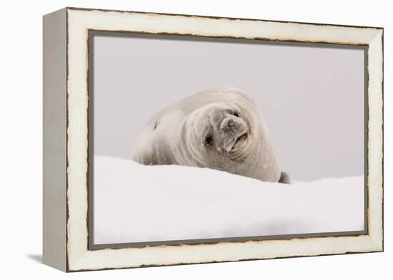 Crabeater seal (Lobodon carcinophaga), Portal Point, Antarctica, Polar Regions-Sergio Pitamitz-Framed Premier Image Canvas