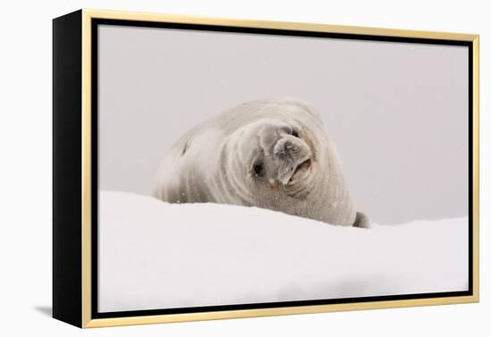 Crabeater seal (Lobodon carcinophaga), Portal Point, Antarctica, Polar Regions-Sergio Pitamitz-Framed Premier Image Canvas