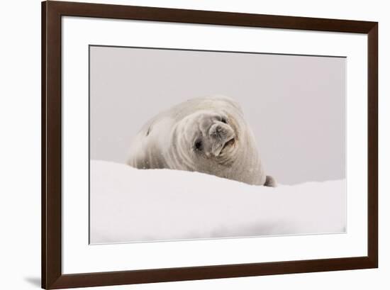 Crabeater seal (Lobodon carcinophaga), Portal Point, Antarctica, Polar Regions-Sergio Pitamitz-Framed Photographic Print