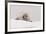 Crabeater seal (Lobodon carcinophaga), Portal Point, Antarctica, Polar Regions-Sergio Pitamitz-Framed Photographic Print