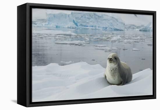 Crabeater Seal on Ice-Joe McDonald-Framed Premier Image Canvas