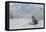 Crabeater Seal on Ice-Joe McDonald-Framed Premier Image Canvas
