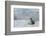 Crabeater Seal on Ice-Joe McDonald-Framed Photographic Print