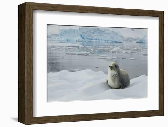 Crabeater Seal on Ice-Joe McDonald-Framed Photographic Print