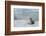 Crabeater Seal on Ice-Joe McDonald-Framed Photographic Print