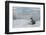 Crabeater Seal on Ice-Joe McDonald-Framed Photographic Print