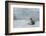 Crabeater Seal on Ice-Joe McDonald-Framed Photographic Print