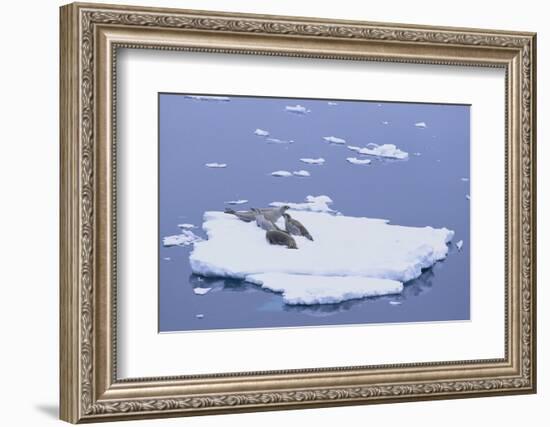 Crabeater Seals on Iceberg-DLILLC-Framed Photographic Print