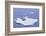 Crabeater Seals on Iceberg-DLILLC-Framed Photographic Print