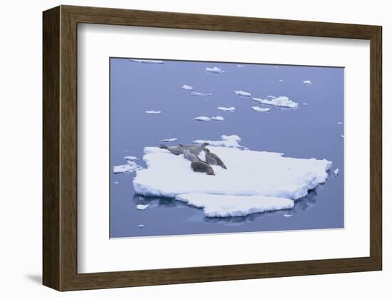 Crabeater Seals on Iceberg-DLILLC-Framed Photographic Print