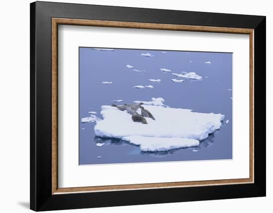 Crabeater Seals on Iceberg-DLILLC-Framed Photographic Print