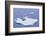 Crabeater Seals on Iceberg-DLILLC-Framed Photographic Print