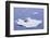 Crabeater Seals on Iceberg-DLILLC-Framed Photographic Print