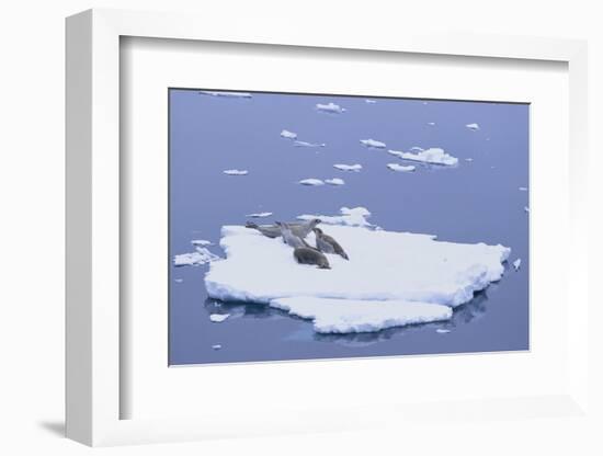 Crabeater Seals on Iceberg-DLILLC-Framed Photographic Print