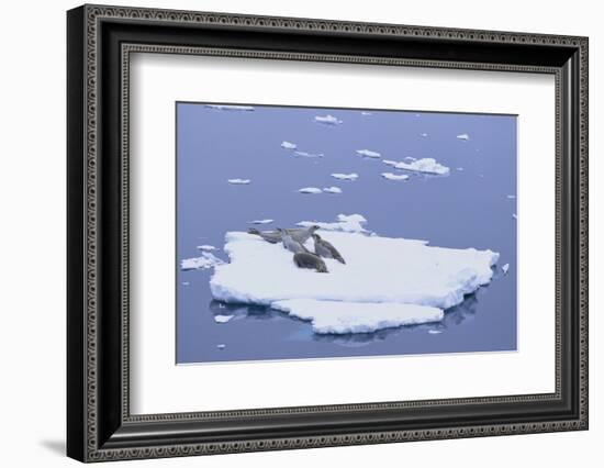 Crabeater Seals on Iceberg-DLILLC-Framed Photographic Print