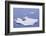 Crabeater Seals on Iceberg-DLILLC-Framed Photographic Print