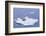 Crabeater Seals on Iceberg-DLILLC-Framed Photographic Print