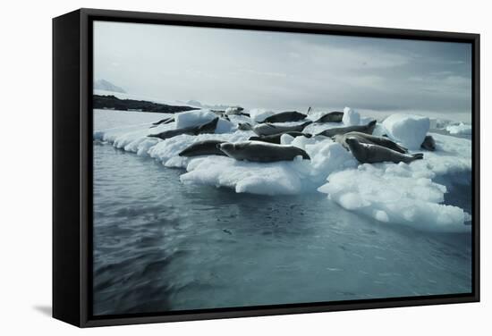 Crabeater Seals-Doug Allan-Framed Premier Image Canvas