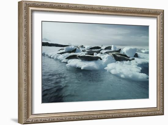 Crabeater Seals-Doug Allan-Framed Photographic Print