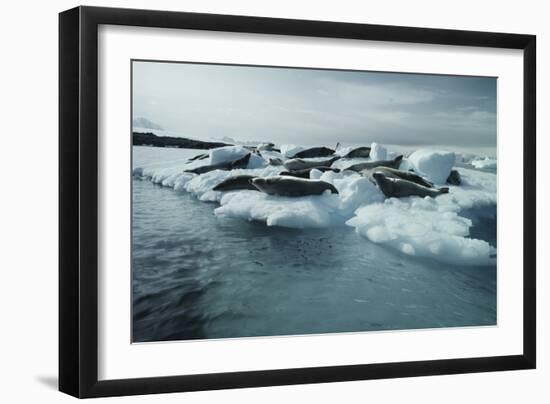 Crabeater Seals-Doug Allan-Framed Photographic Print