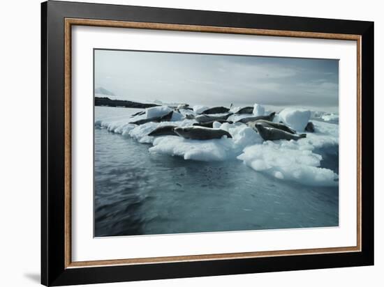 Crabeater Seals-Doug Allan-Framed Photographic Print