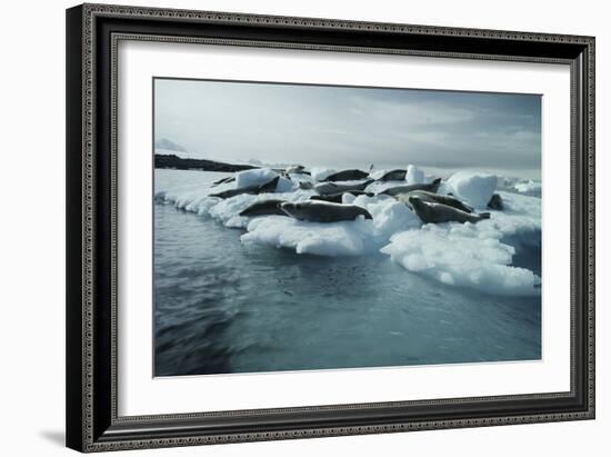 Crabeater Seals-Doug Allan-Framed Photographic Print