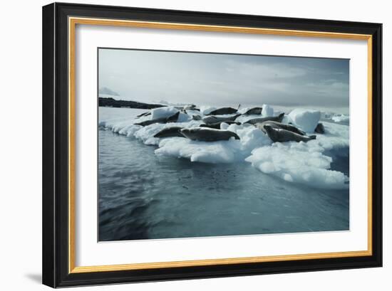 Crabeater Seals-Doug Allan-Framed Photographic Print
