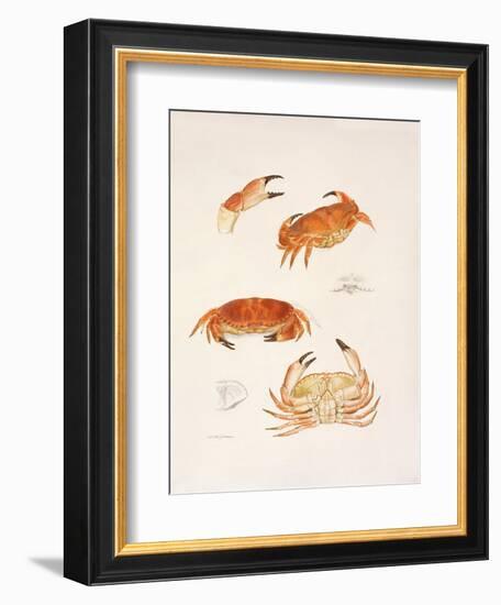 Crabs, 1986-Mary Clare Critchley-Salmonson-Framed Giclee Print