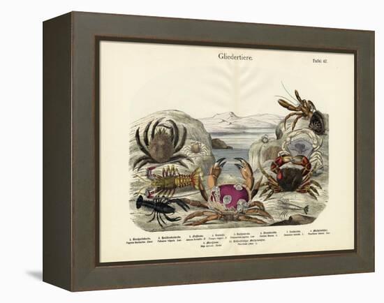 Crabs, C.1860-null-Framed Premier Image Canvas