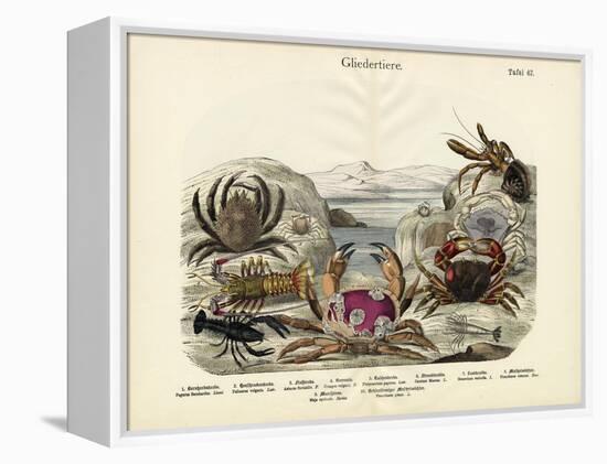 Crabs, C.1860-null-Framed Premier Image Canvas