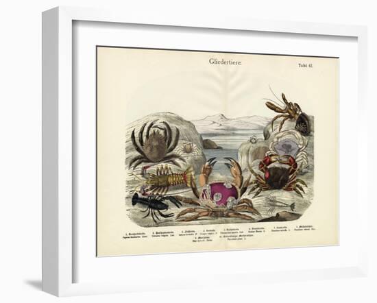 Crabs, C.1860-null-Framed Giclee Print