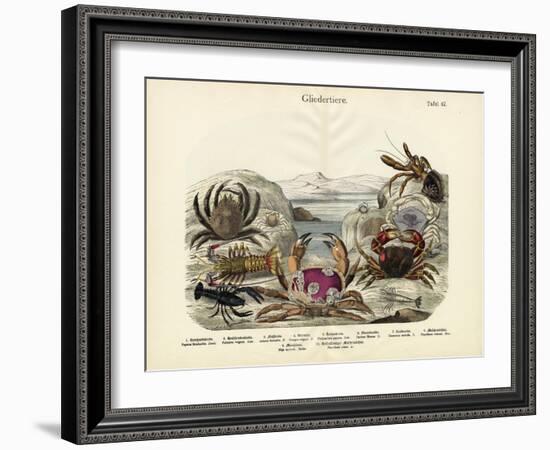 Crabs, C.1860-null-Framed Giclee Print